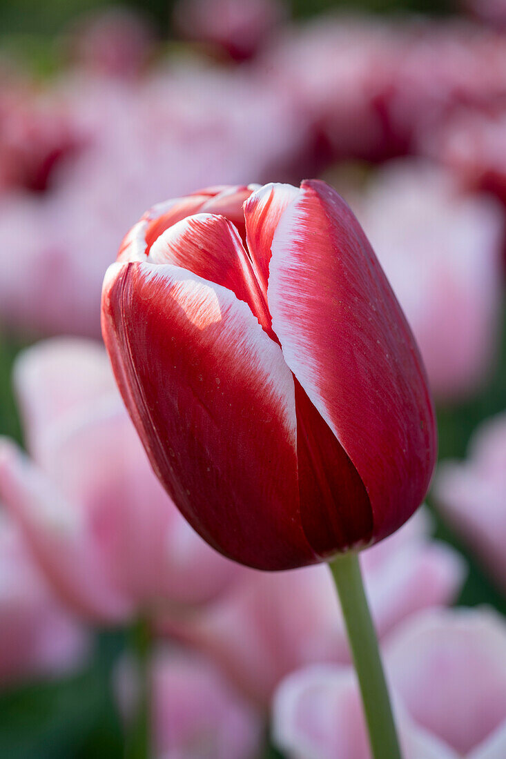 Tulipa Holland America