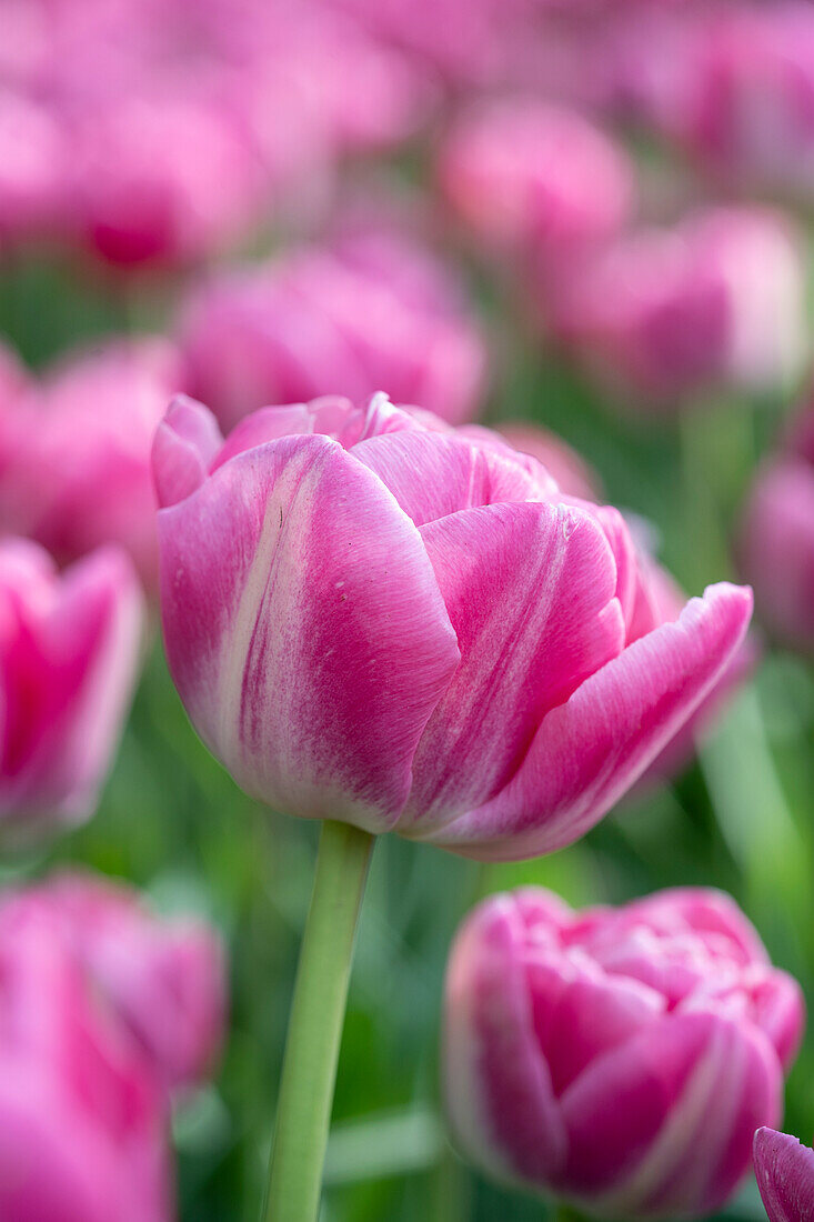 Tulpe (Tulipa) 'Vogue'