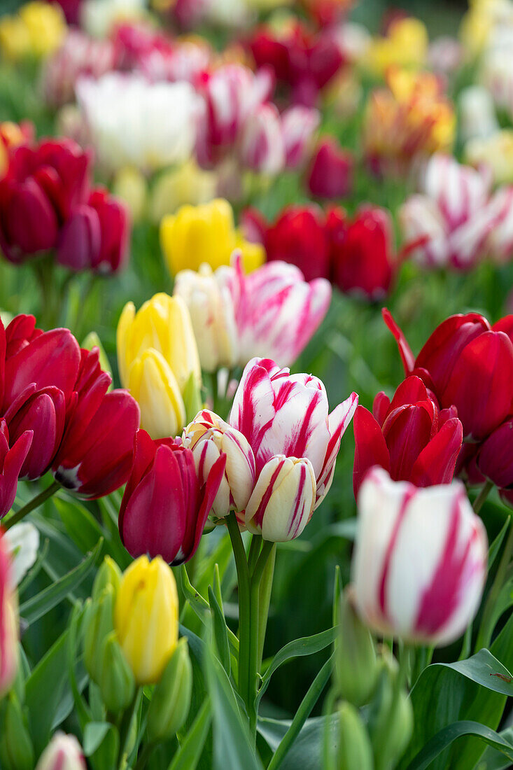 Tulipa Club mix