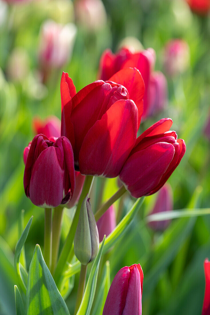 Tulipa Fiery Club