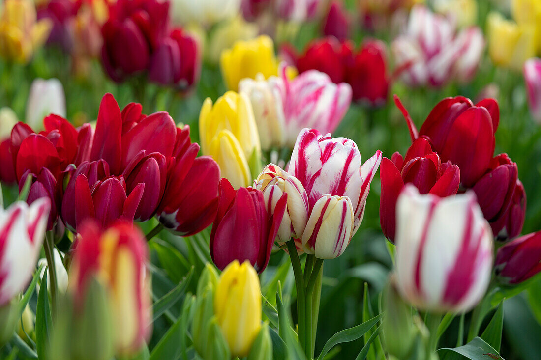 Tulpe (Tulipa) 'Club', Mischung