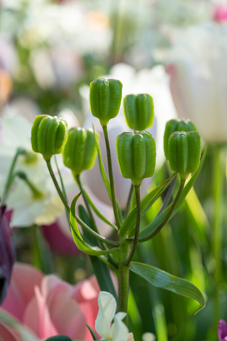 Fritillaria seed head