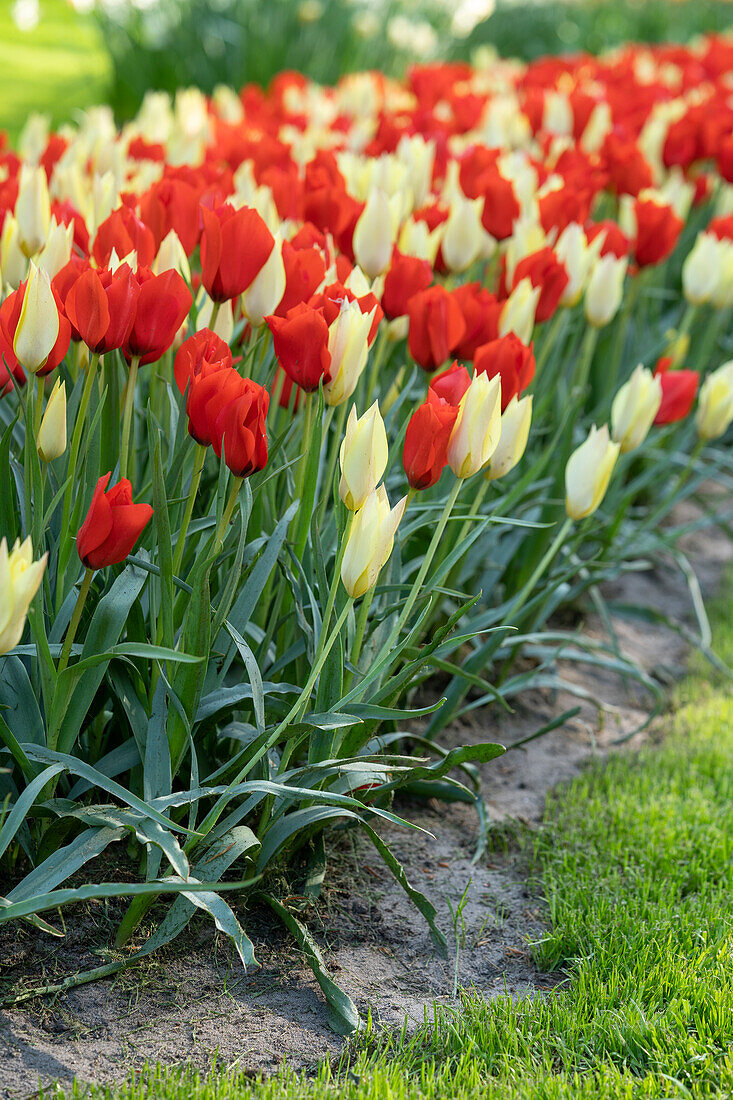 Tulpe (Tulipa)', Kombination