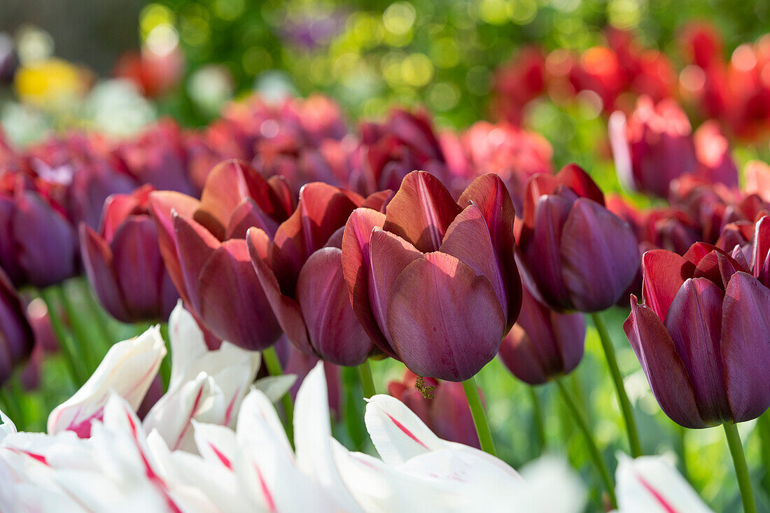 Tulpe (Tulipa) 'La Paz'