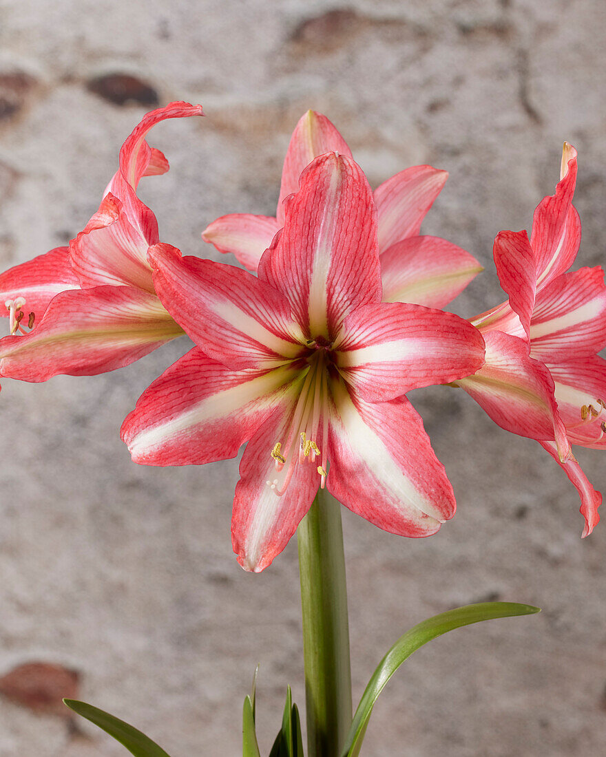 Ritterstern, auch Amaryllis (Hippeastrum) 'Pinkolo'