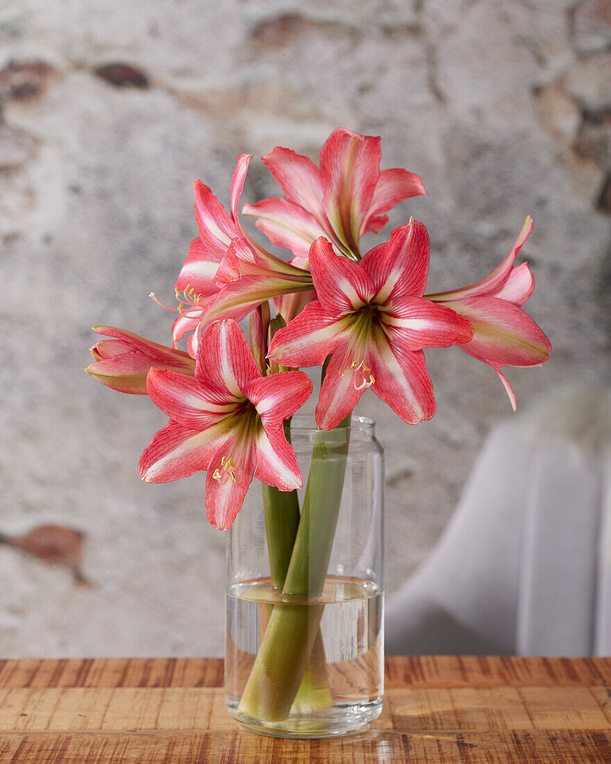 Hippeastrum Pinkolo