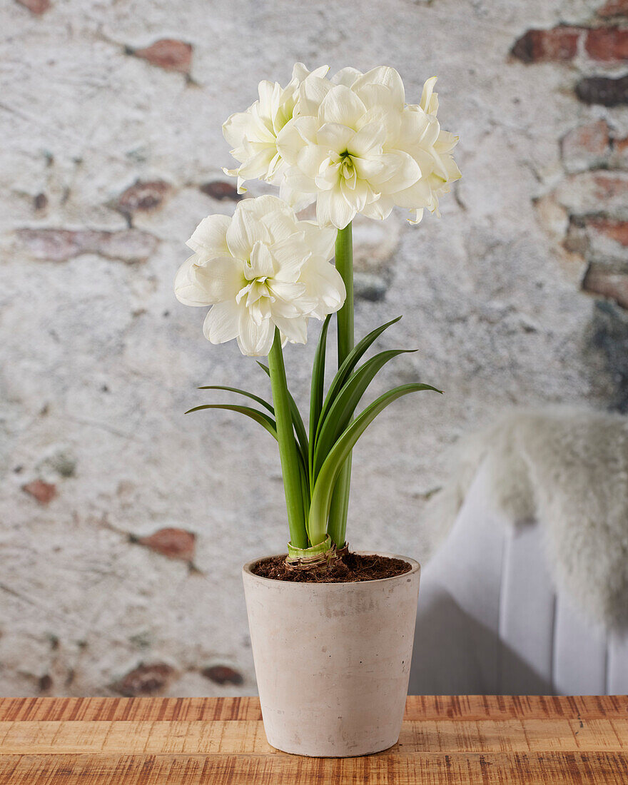 Hippeastrum Marquis