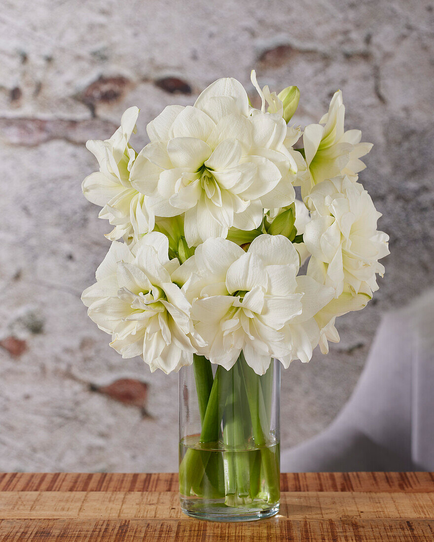 Hippeastrum Marquis