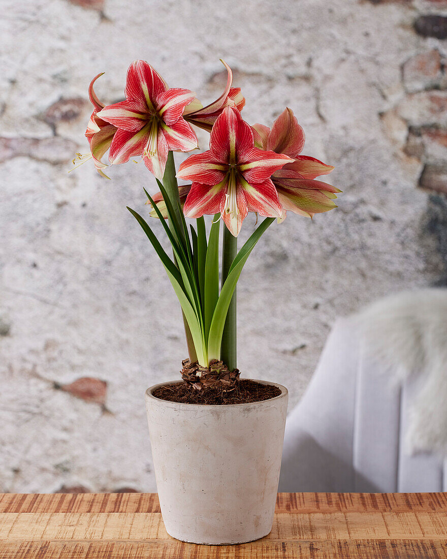 Hippeastrum Opal Star