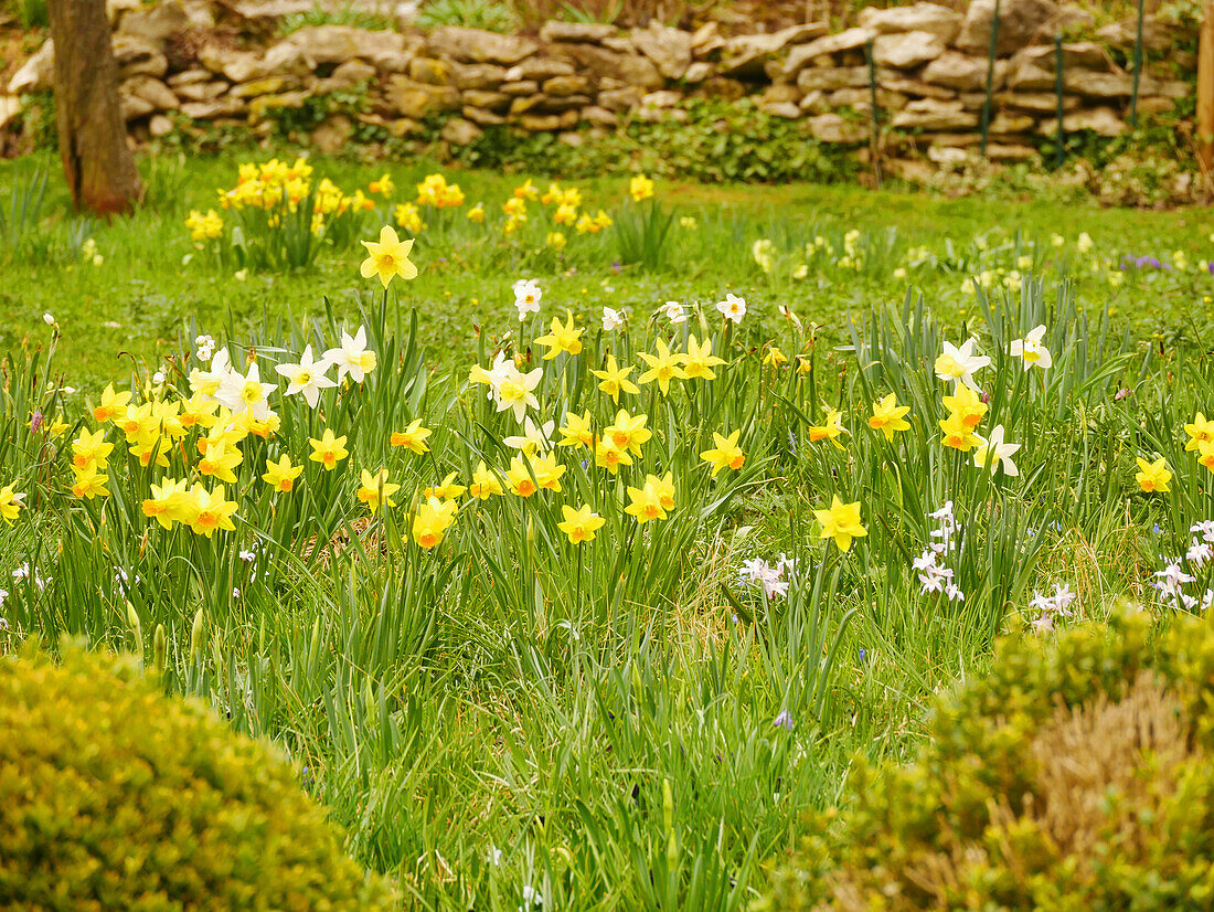 Kleinblütige Narzissen (Narcissus) in Wiese