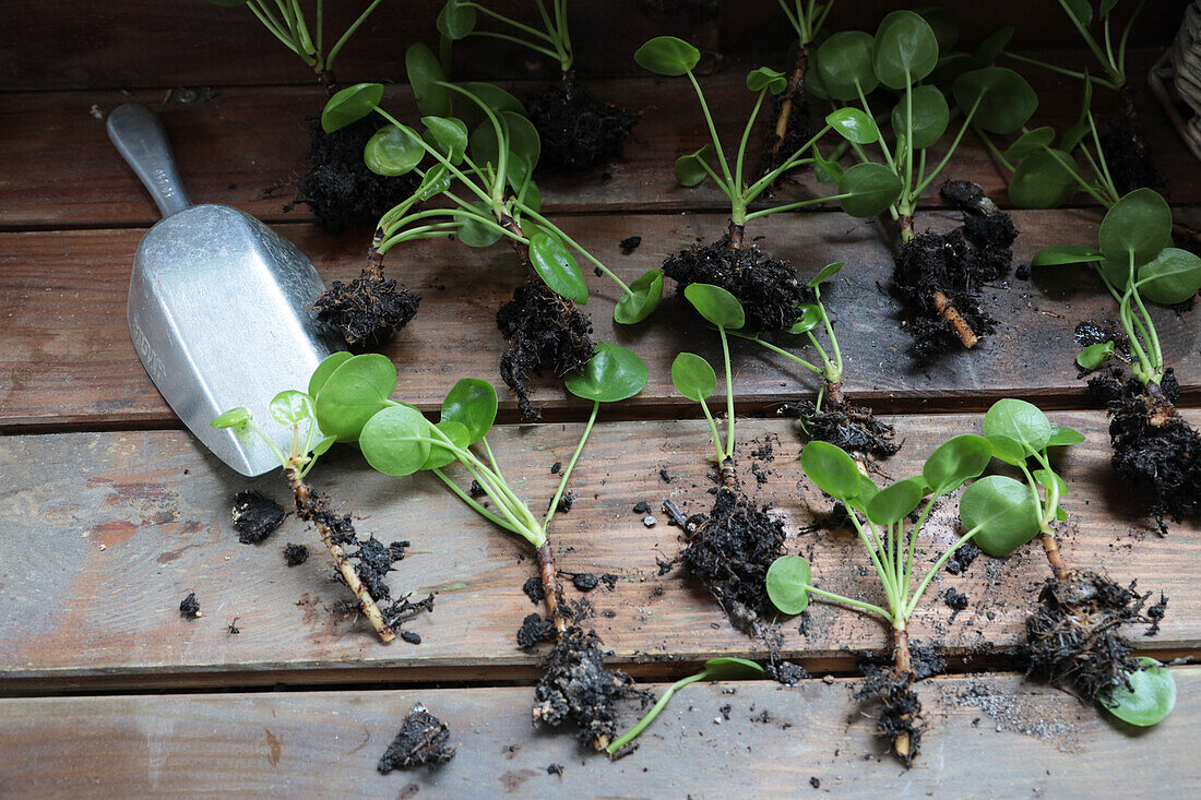 Dividing and repotting offshoots of cannon flower (Pilea peperomioides)