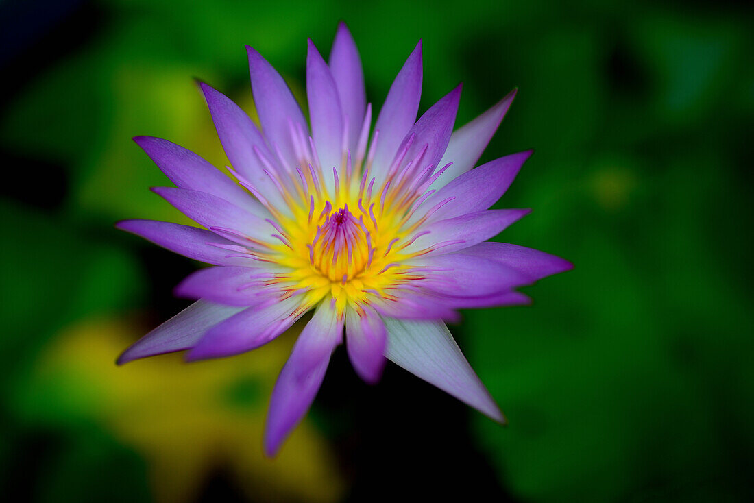 A lotus flower (Nelumbo), portrait