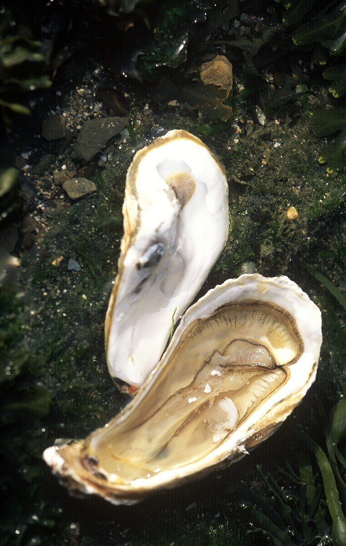 Austernschalenhälfte & Austernfleisch (Cancale Austern)
