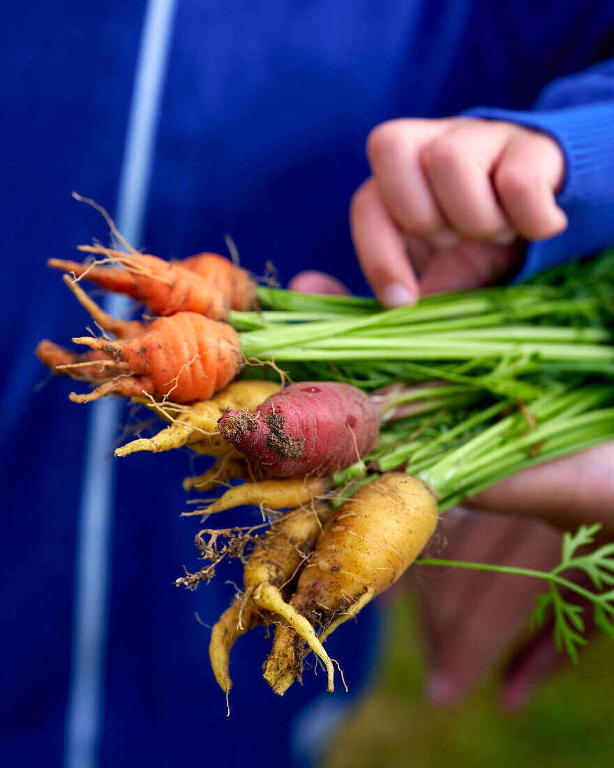 Hands holding fresh carrots