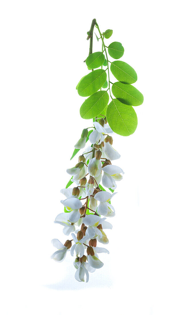 A cluster of white fllowers of robinia on white background and some leaves