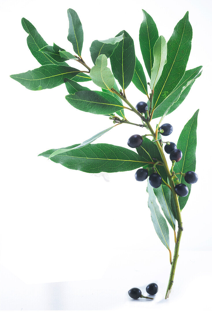 Lorbeerzweig mit Beeren vor weißem Hintergrund