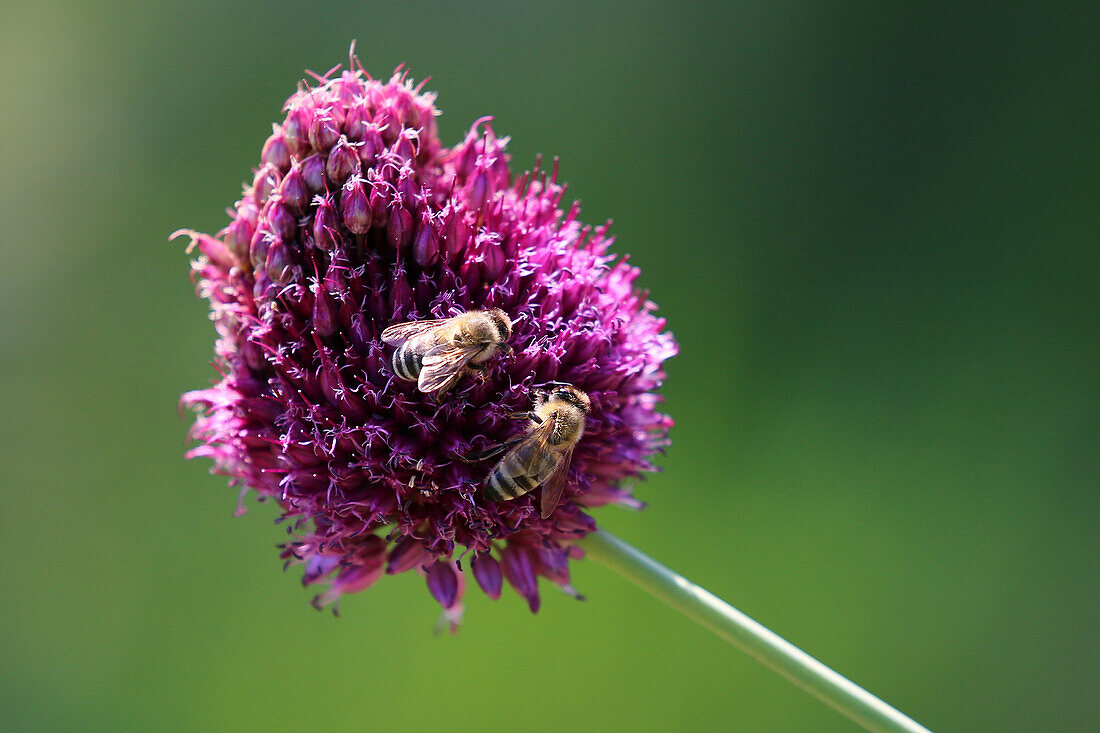 Bees on a round-headed leek (Allium sphaerocephalon)
