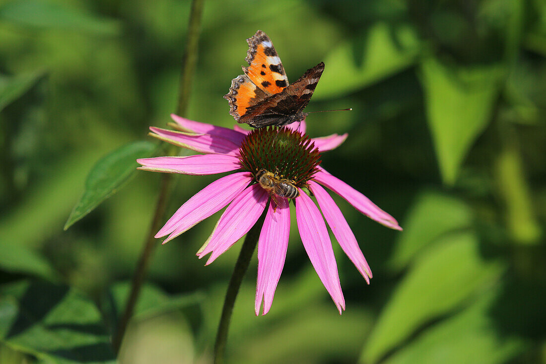 A butterfly and a bee on a pink echinacea