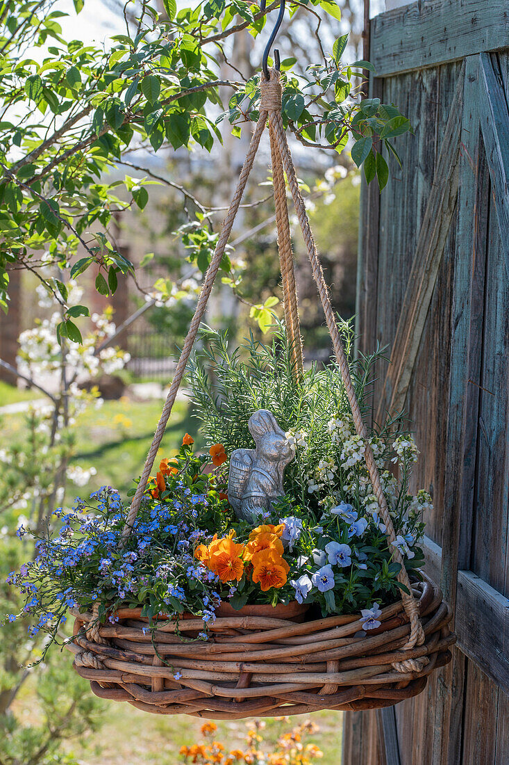 Blumenampel mit Vergissmeinnicht (Myosotis), Hornveilchen (Viola Cornuta), Schöterich (Erysimum) und Rosmarin mit Osterhasenfigur