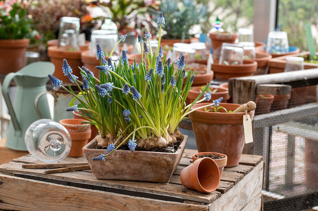 Grape hyacinths (Muscari) in planters on wooden table
