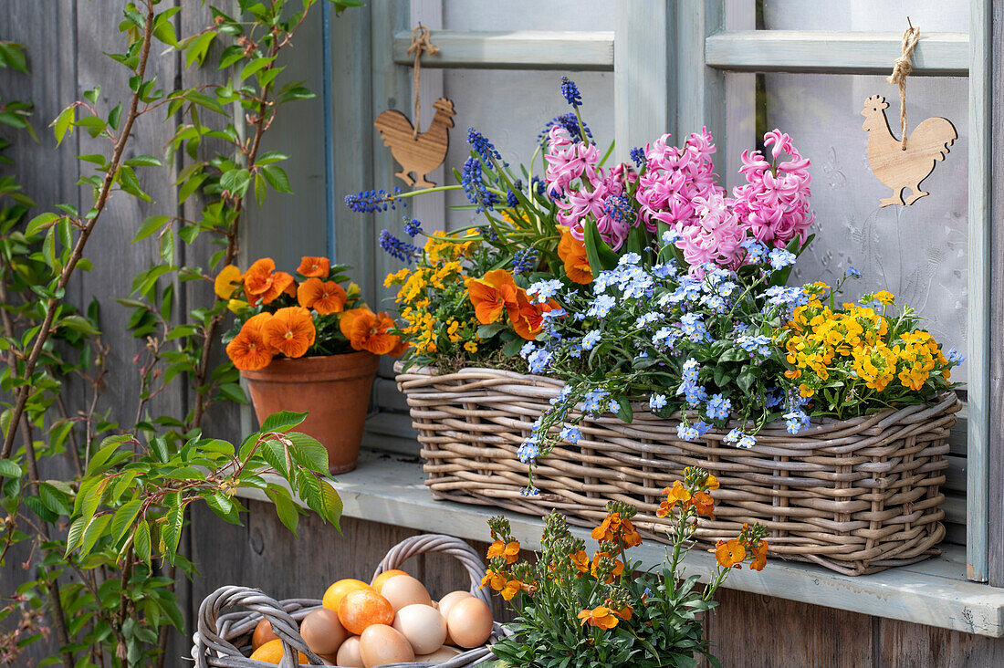 Garden pansies (Viola wittrockiana), grape hyacinths (Muscari), hyacinths, in window box on windowsill and Easter eggs in basket