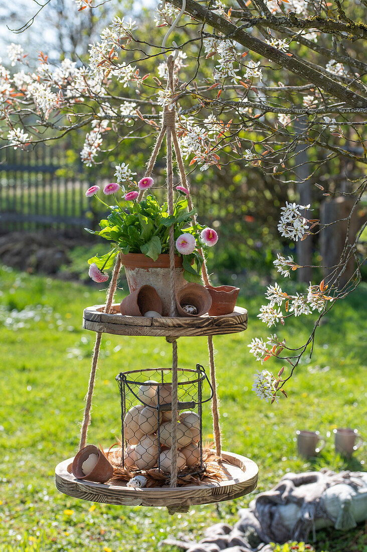 Etagere hängend im Garten mit Gänseblümchen (Bellis) im Topf und Ostereier im Korb, Felsenbirne (Amelanchier)