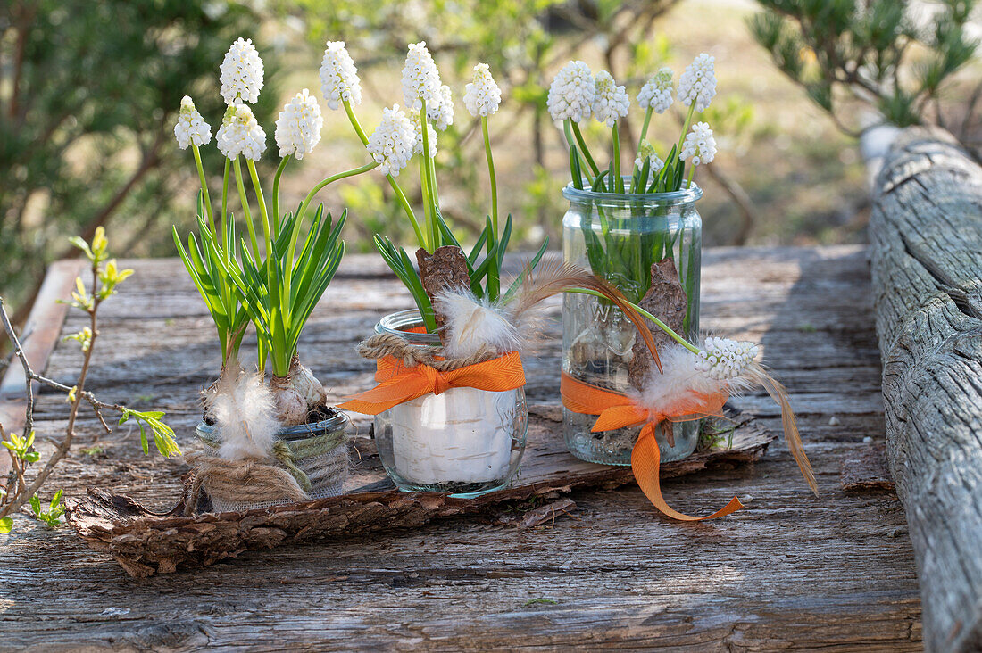 Grape hyacinths (Muscari) in jars with feathers, Easter eggs and rabbit figurine, Easter decoration