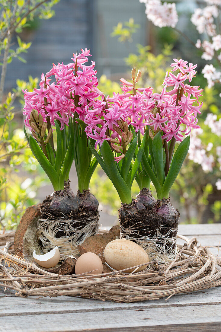 Rosa Hyazinthen (Hyacinthus) mit Erdballen in Clematiskranz und Hühnereier als Osterdeko