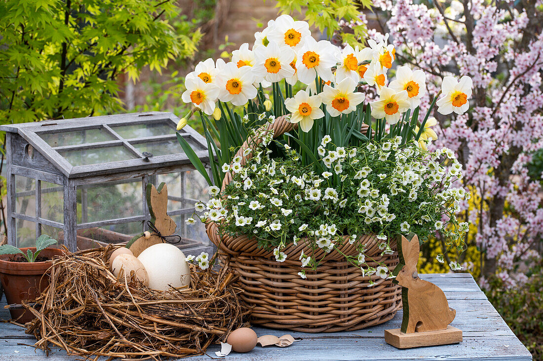 Willow basket with saxifrage (Saxifraga arendsii), daffodils (Narcissus), Easter nest with rabbit figures and mini greenhouse