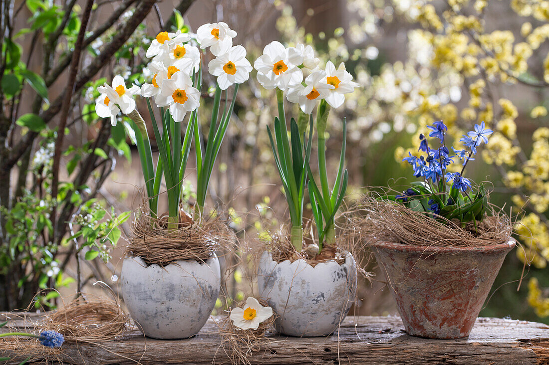 Flowering daffodils (Narcissus) and blue stars (Scilla) in pots on wooden beams