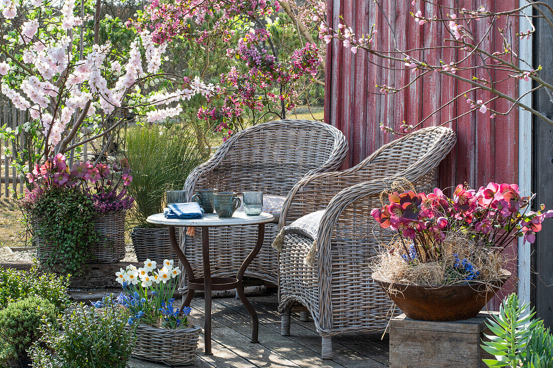 Flower pots with Christmas roses (Helleborus), broom, daffodils (Narcissus), ornamental apple tree and flowering almond tree on the terrace