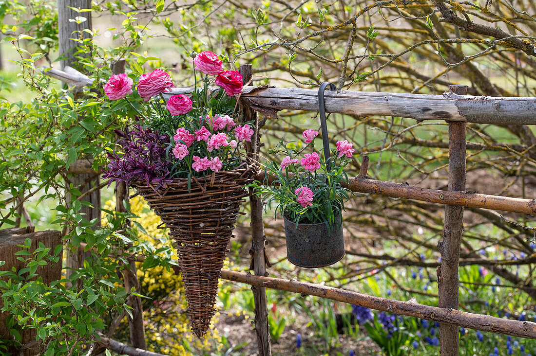 Willow wicker hanging on a fence with carnations (Dianthus) and ranunculus