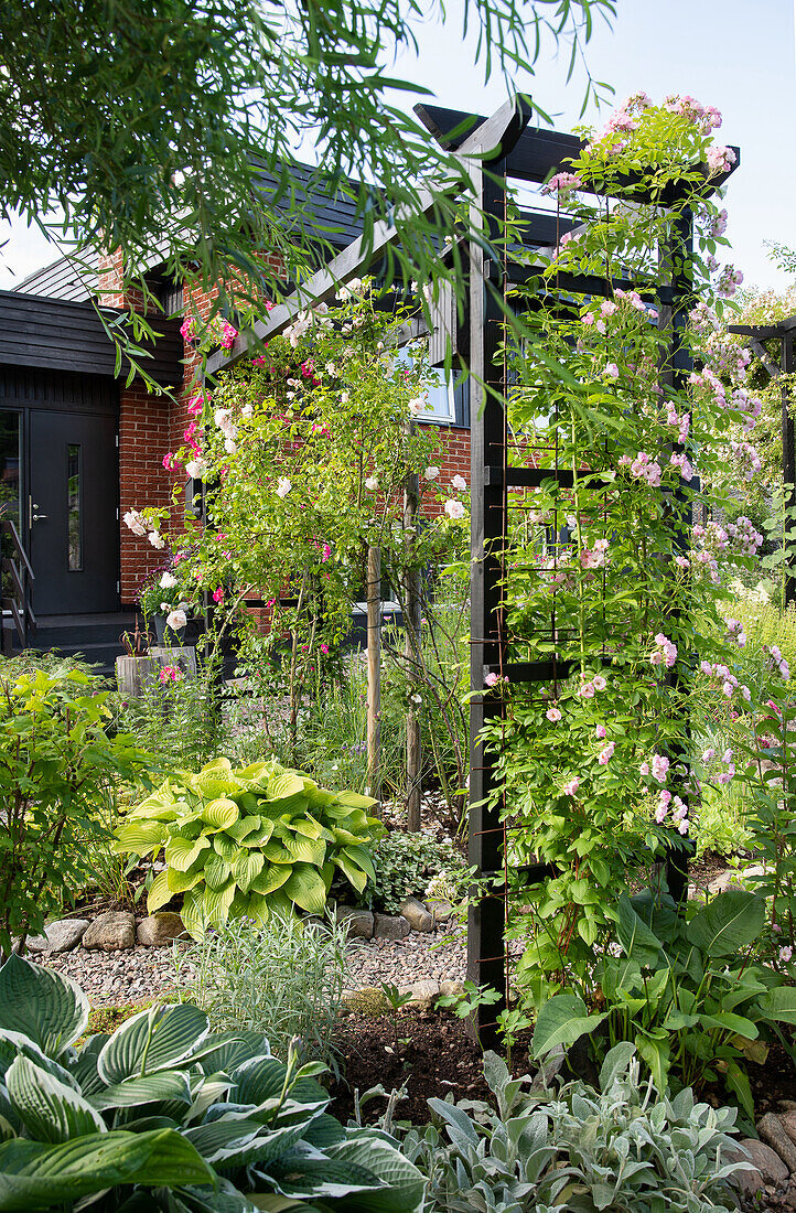 Robust portals for climbing roses (Rosa) in the garden