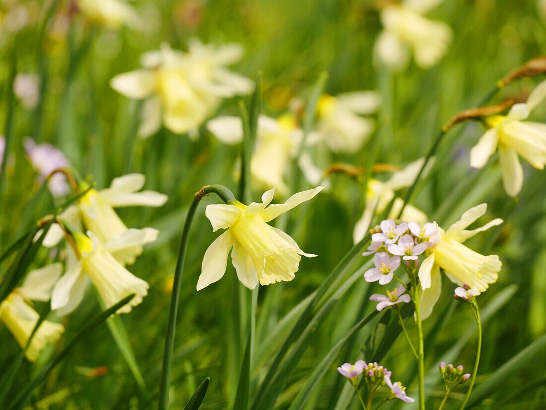 Delicate yellow, small-flowered daffodils in a spring flower meadow