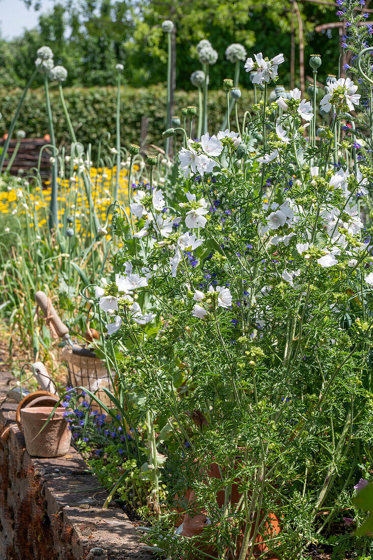 Weiß blühende Moschus-Malve im sommerlichen Gartenbeet