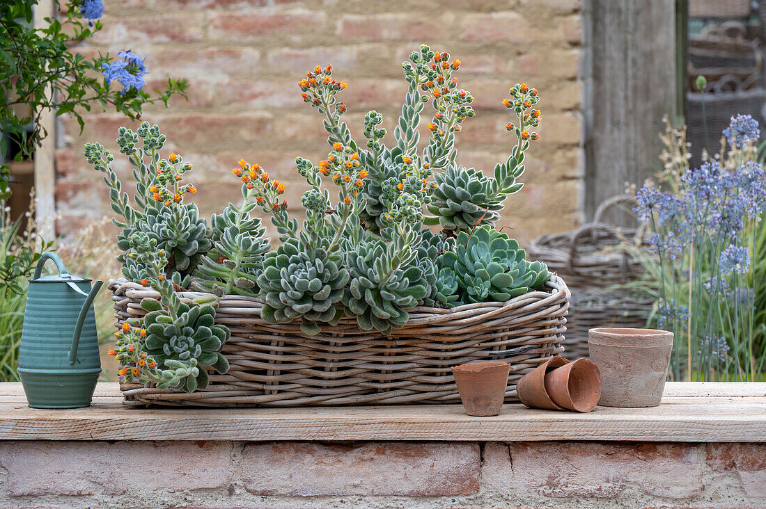 Willow basket planted with flowering echeveria