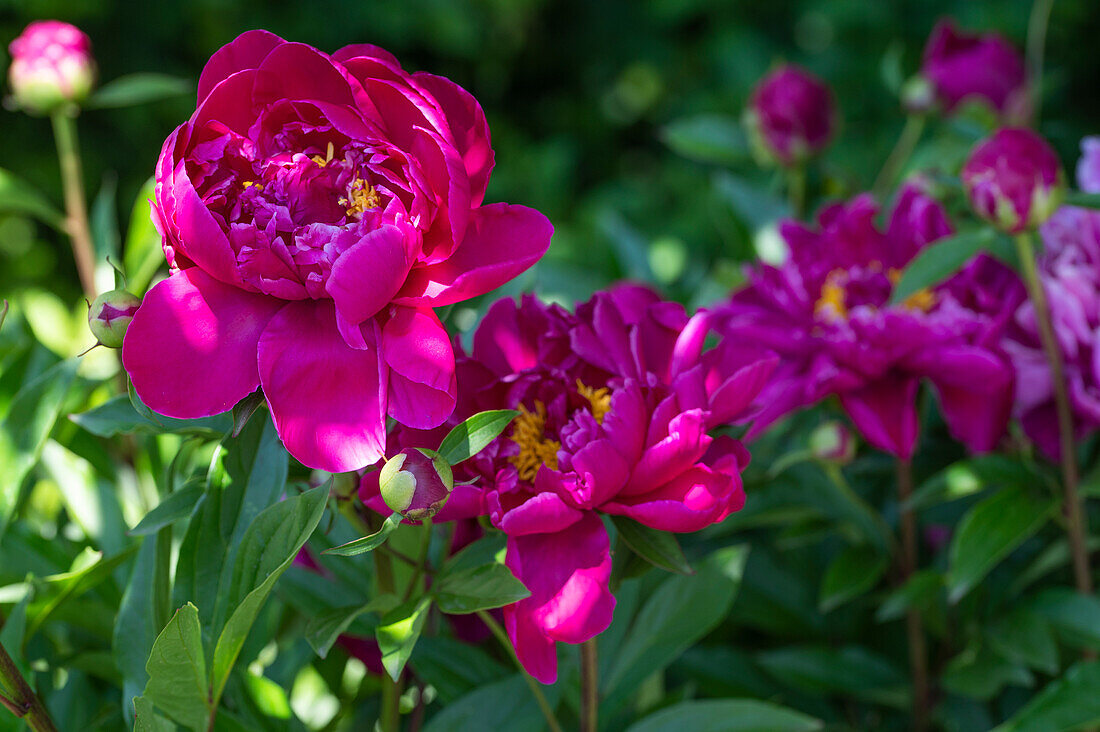 Pinkfarbene Pfingstrosen im Garten