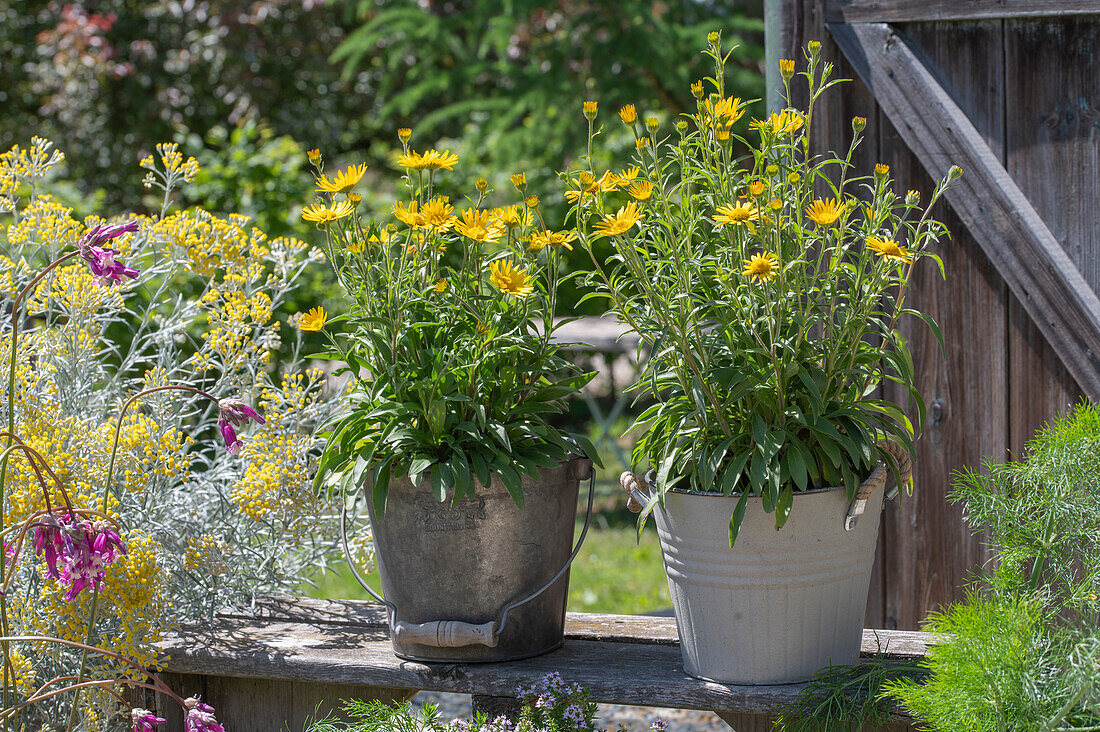 Willow-leaved oxeye (Buphthalmum salicifolium) in a pot in the summer garden