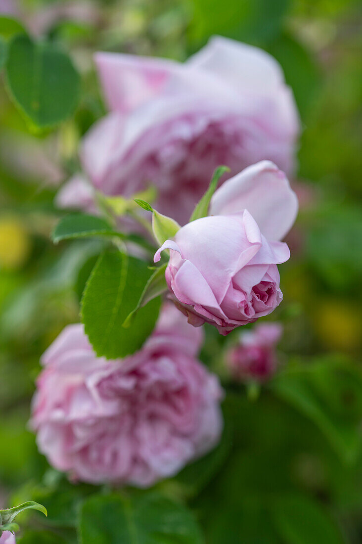 Pink Climbing Rose 'Jasmina'