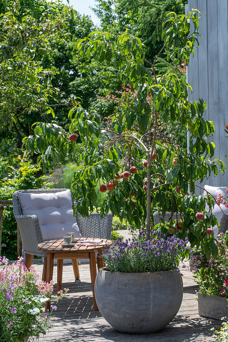 Peach tree in a tub on the terrace