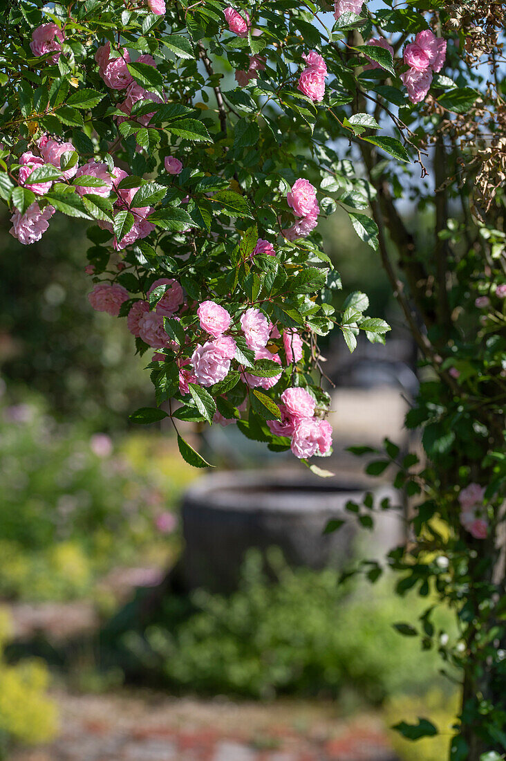 Rosenbogen mit öfteblühenden rosa Kletterrosen 'Kirschrose'