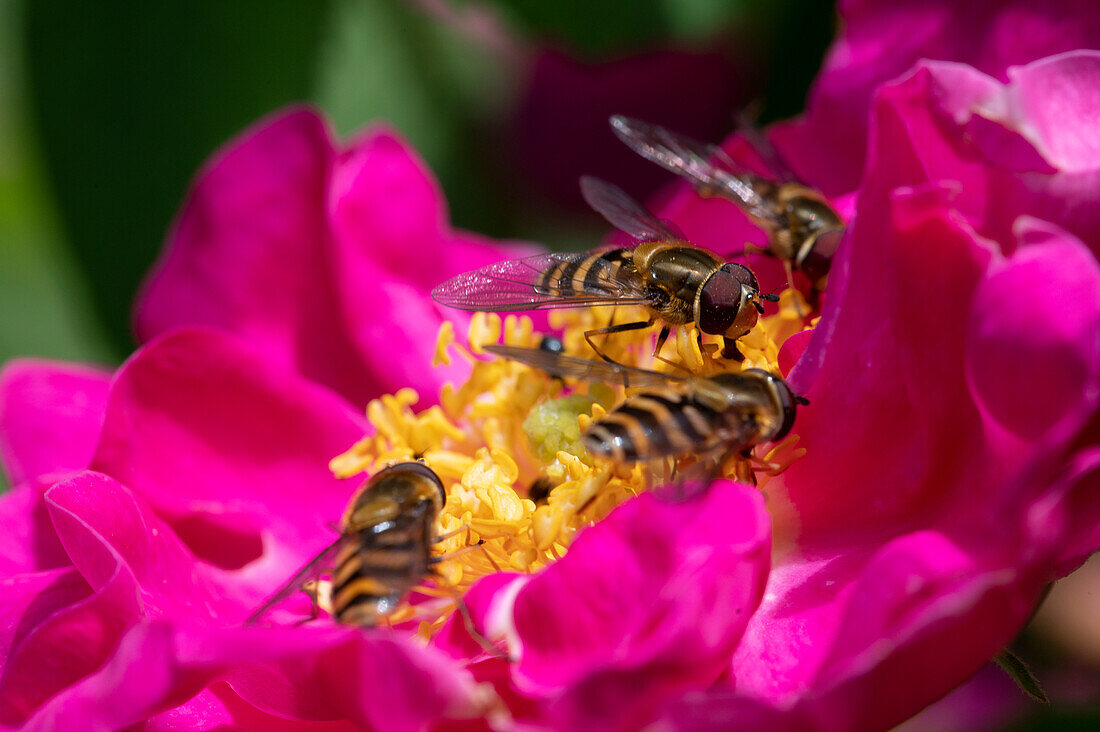 Insects on the blossom of an apothecary rose (Rosa gallica officinalis)