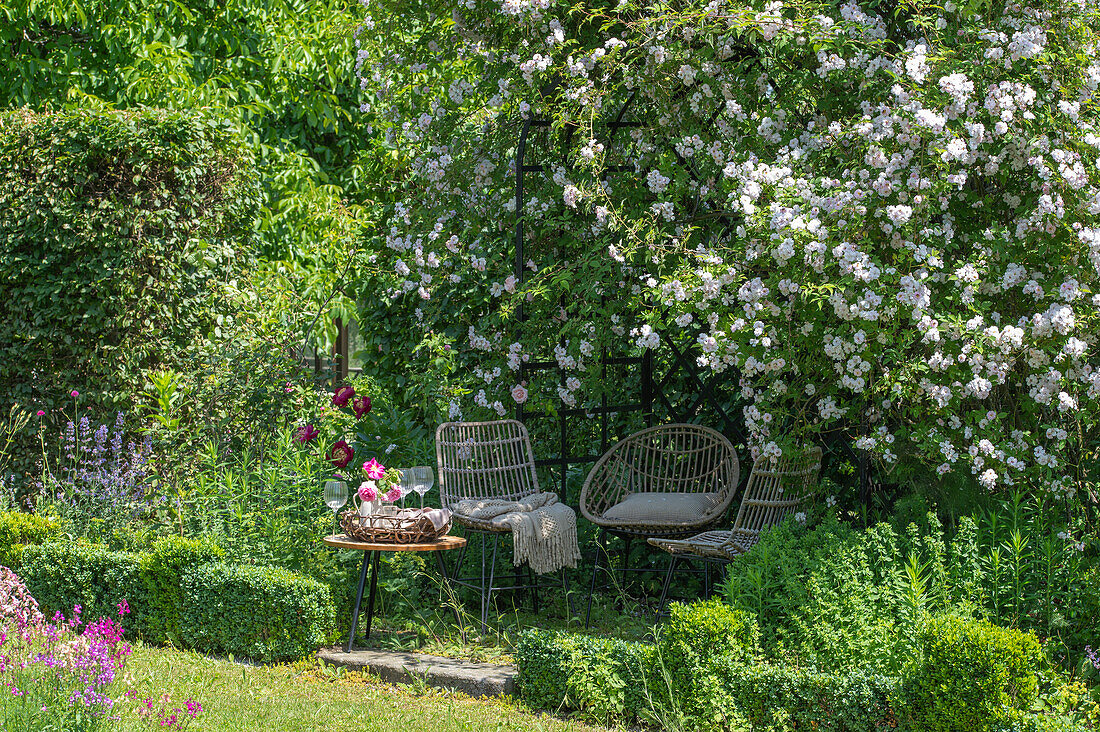 Idyllic seating area under a rose arch with flowering rambler roses