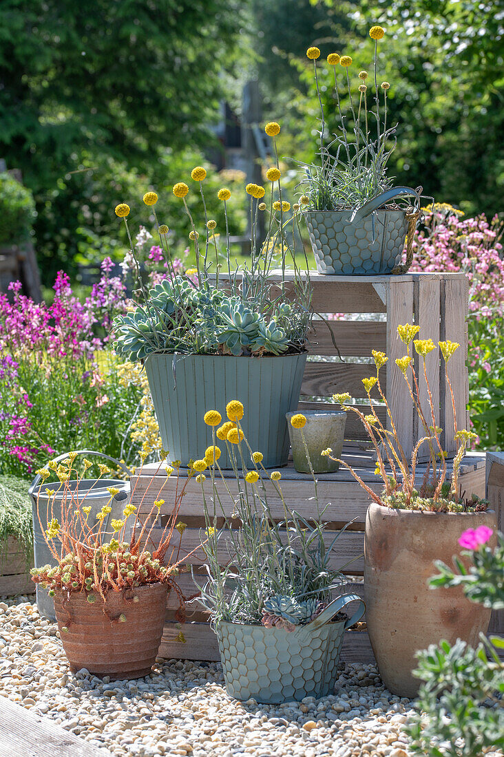 Drumstick (Craspedia Globosa) with echeveria in plant pots on apple crates