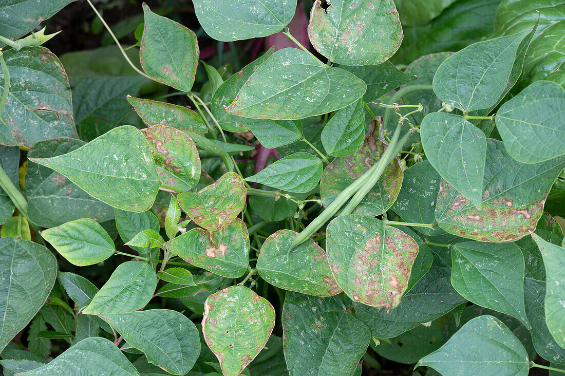 Bean plant with bean mosaic virus