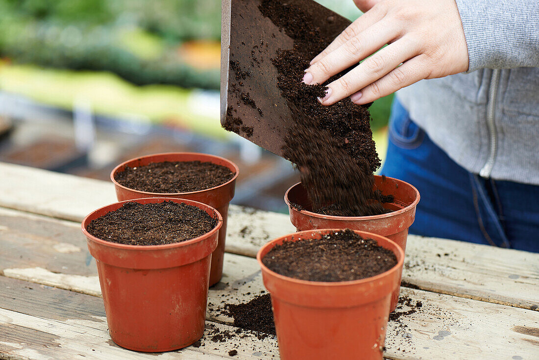 Adding soil to pots using shovel ready to plant courgette seeds
