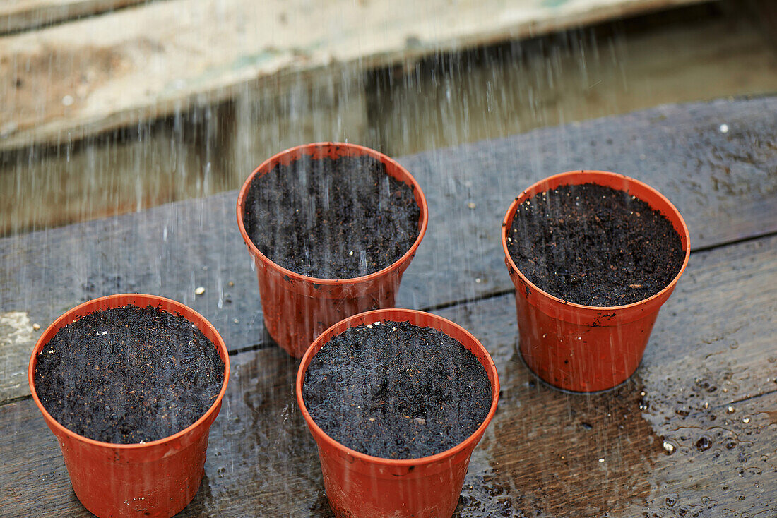 Watering planted courgette seeds in pots