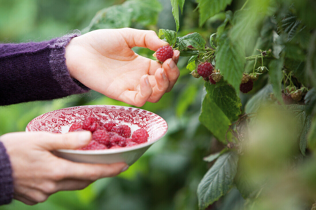 Frauenhände pflücken Himbeeren