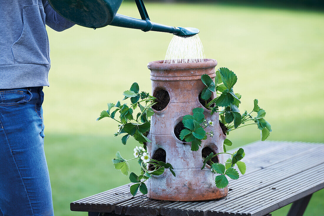 Watering a strawberry planter with a watering can