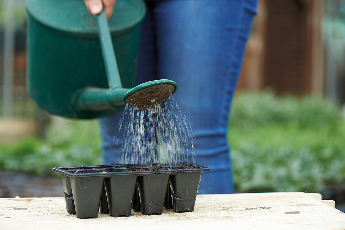 Watering a tray of sweetcorn seeds